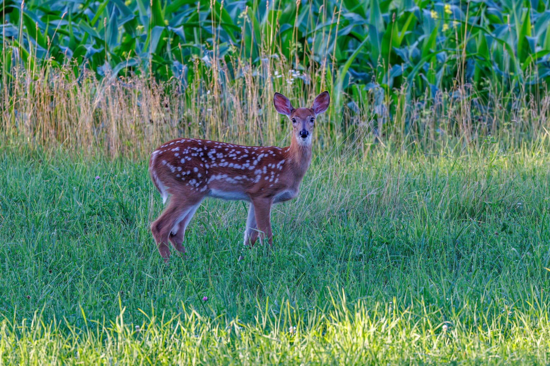 a white tailed deer on green grass field
